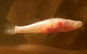 Photo Douglas Elford, Western Australian Museum.