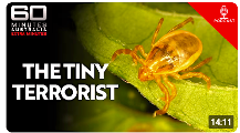 Tick terrorist
